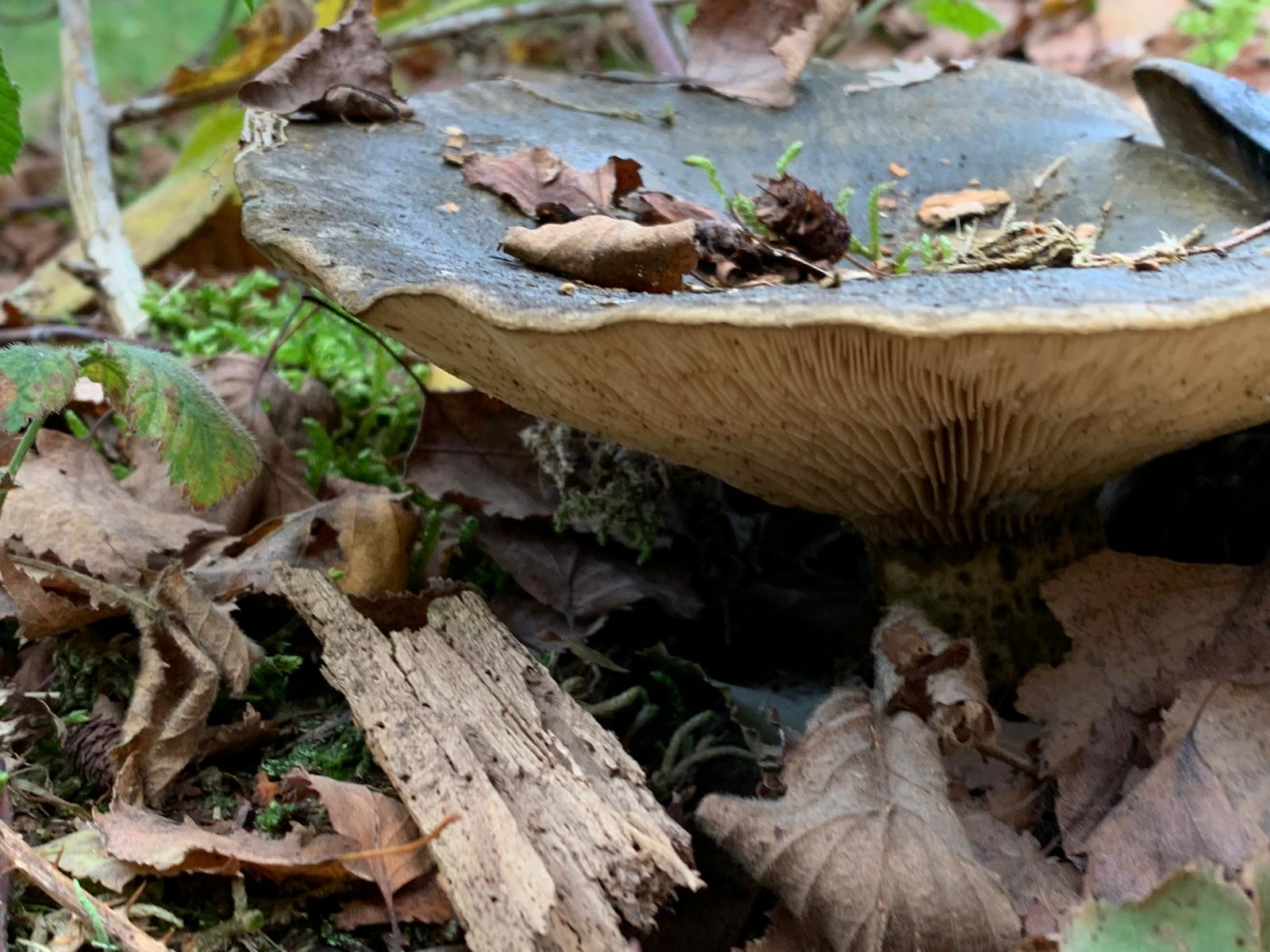 Welke paddestoel is dit?